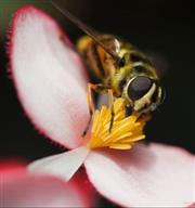 春夏易被蜜蜂叮咬　小心嚴重恐致命