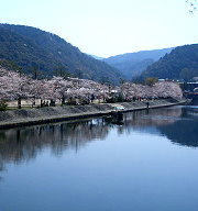 下一個春天，去日本京都賞櫻花
