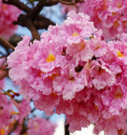 春日去哪玩？賞遊南台灣最美的黃、粉紅風鈴木景點