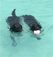 【導盲犬阿妮逛大街】冰涼一夏！台北寵物游泳池比一比