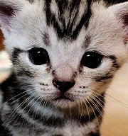 【日常保健】 貓咪總是淚眼汪汪的,該怎辦?