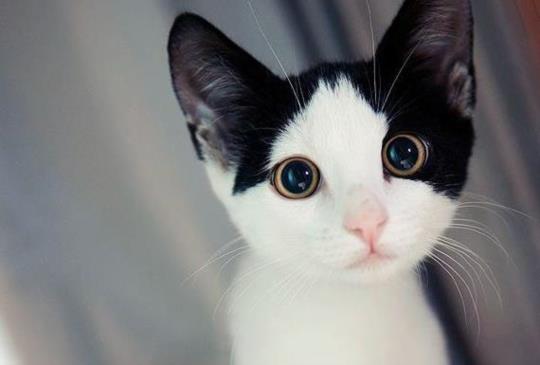 【維基解咪】關於貓咪鼻子的8大秘密！