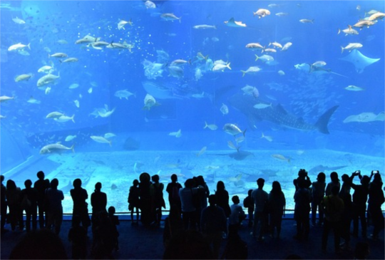 和魚兒一起暢遊吧！網友盤點五大「水族館」你去過哪些？