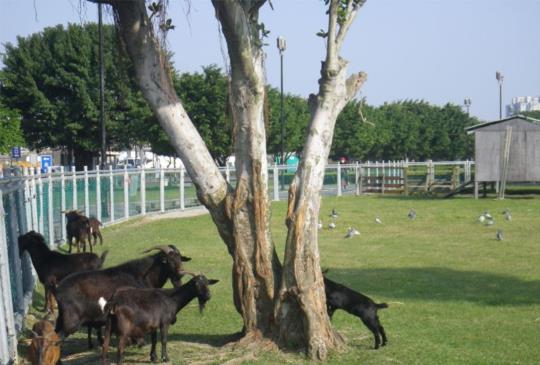 【河濱公園不只有大佳好玩！5個河濱好趣處報你知！】