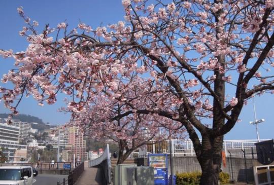 【春到伊豆櫻先發】日本熱海市：在伊豆半島享受「賞櫻泡湯看美景」的城市