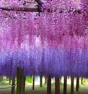 世界10大絕景！夢幻紫色隧道就在日本九州