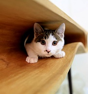 【貓奴夢幻樂活傢俱】"貓桌"桌子也能變樂園