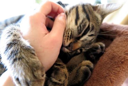 【想摸摸不到】為什麼貓咪老是愛咬我的手？