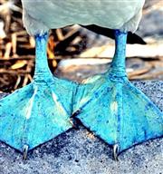看看我的腳～我才是大明星！藍腳鰹鳥@【加拉巴哥群島之旅】