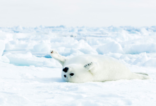睽違11年！BBC《冰凍星球II》登台上線揭露全球暖化殘酷真相