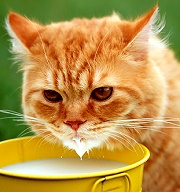 貓咪可以喝牛奶嗎？別再被錯誤印象騙了！
