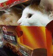 【天天小幸福】小小貓咖啡牛奶的探險遊戲