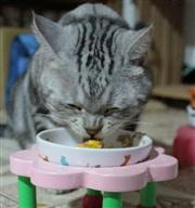 【我家也有貓大廚】DIY貓食譜：高纖副食篇-南瓜雞肉泥