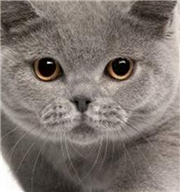 【寵物小學堂】認識貓咪品種：英國短毛貓介紹（連載中）