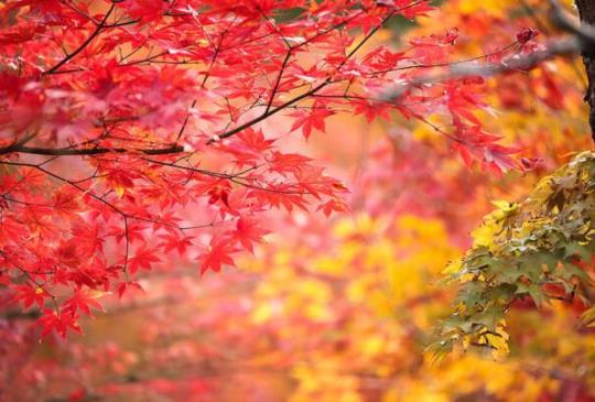 【京阪神紅葉最前線！五大賞楓名所懶人包】