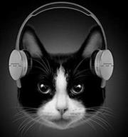 【維基解咪】科學家發現貓咪也愛聽音樂！還製作了專屬「貓咪音樂」