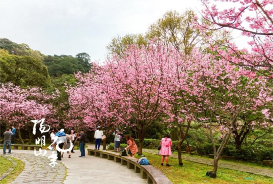陽明山2020櫻花季準備開跑囉！一切都櫻你而在