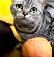【我家也有貓大廚】DIY貓食譜：副食篇-丁丁奇遇記(雞肉+蘋果)