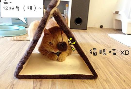 【新玩具入荷】迷你三角飯糰貓抓板，測測你的貓咪是什麼血型