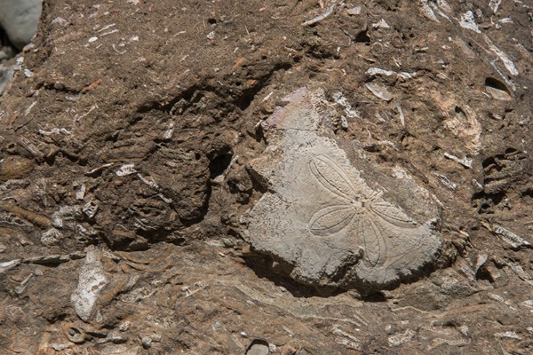 03.一條條長短不一的生痕化石足跡遍佈腳邊的岩石_resized.jpg