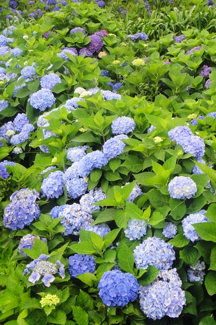 DSC00001