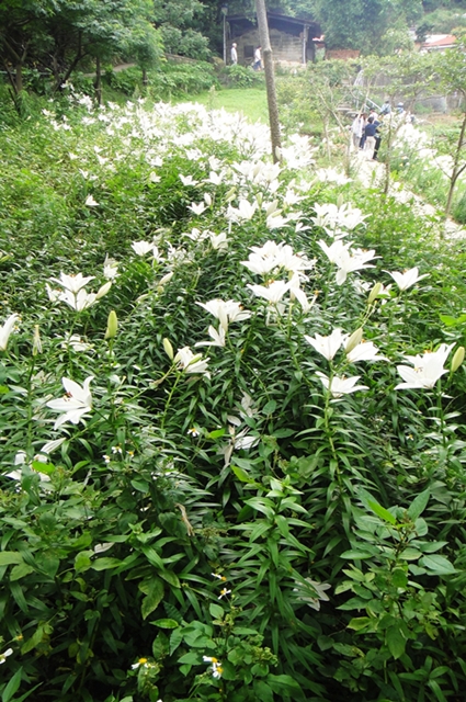 DSC00990