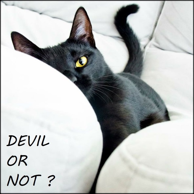 國際貓咪日(devil)