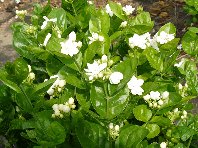2015052117220815114.JPG