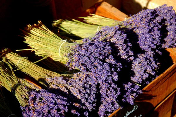 purpleflower_15.jpg