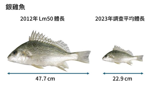 銀雞魚.JPG