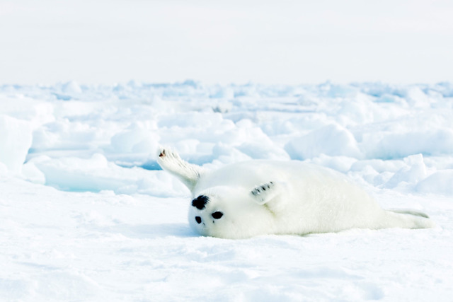 生活在格陵蘭島東岸極地的豎琴海豹，於春天時生產，岸上的浮冰剛好是最佳育兒所-1 (1).jpg