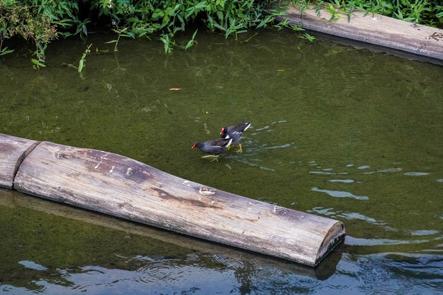 先驅鳥種紅冠水雞也進駐大窠坑溪，表示生態環境已開始變好.jpg