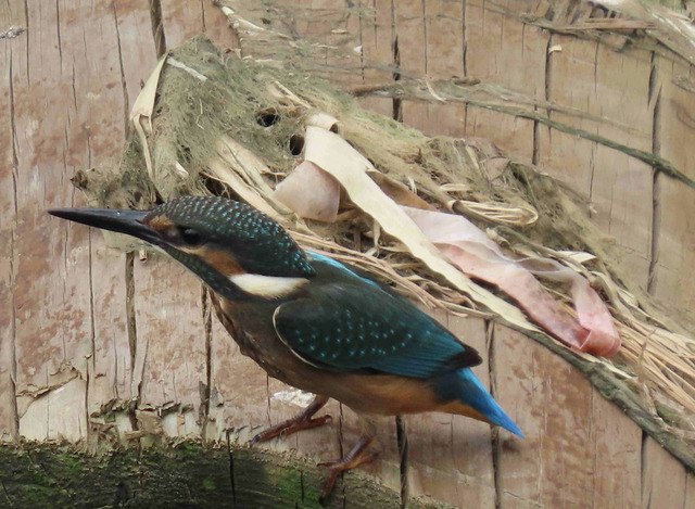 溪流中的藍寶石-翠鳥現身大窠坑溪.jpg