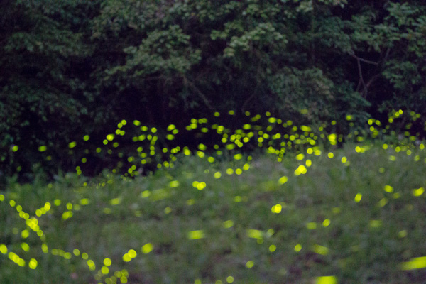 FireflyIMG_0243