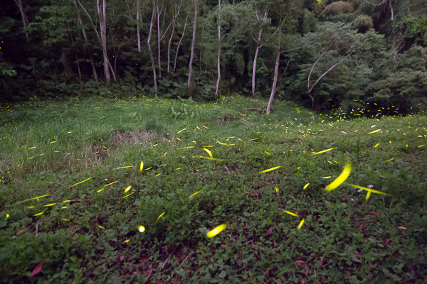 FireflyIMG_0159
