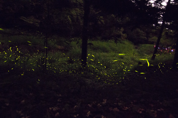 FireflyIMG_0270