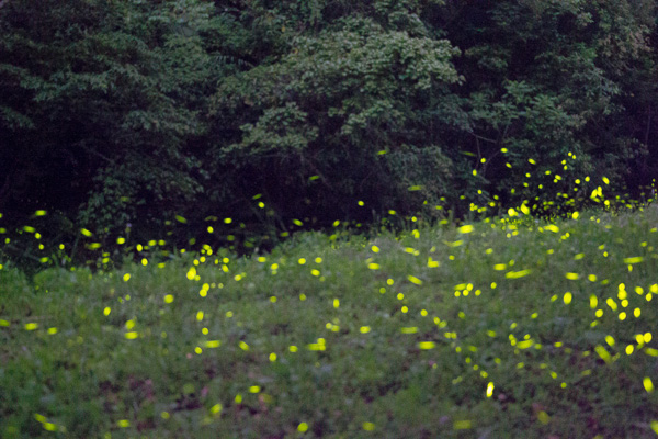 FireflyIMG_0237