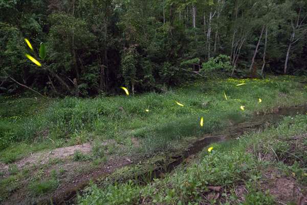 FireflyIMG_0145