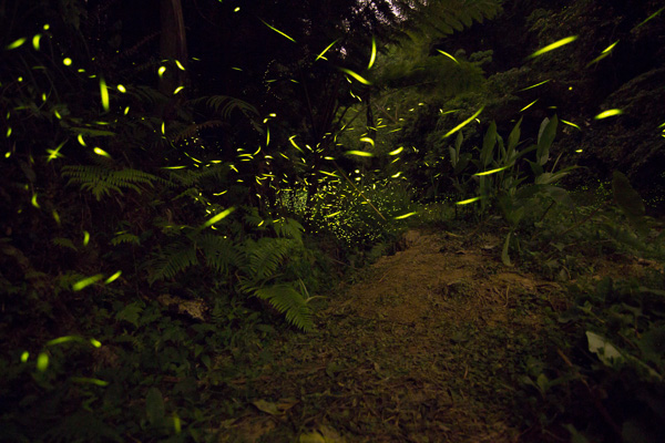 FireflyIMG_0278