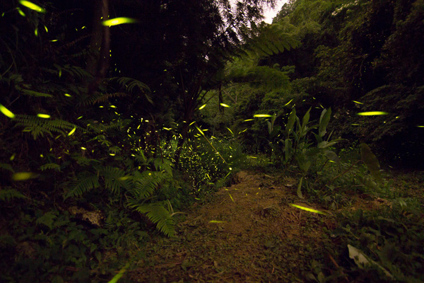 FireflyIMG_0279