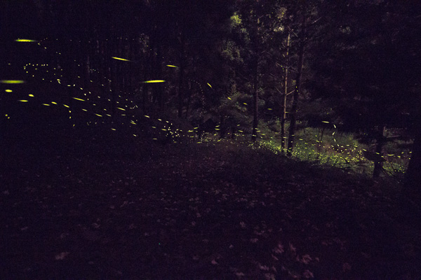 FireflyIMG_0264