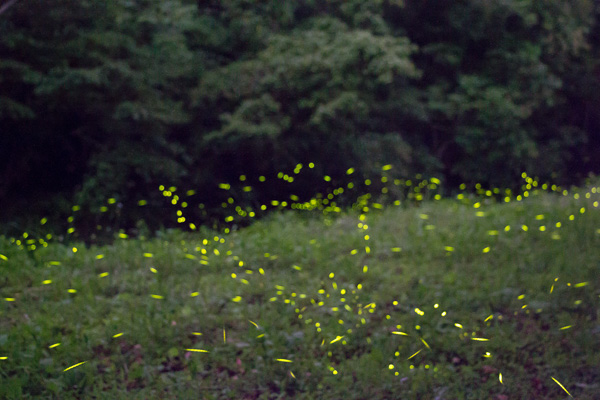 FireflyIMG_0235