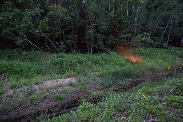 FireflyIMG_0123