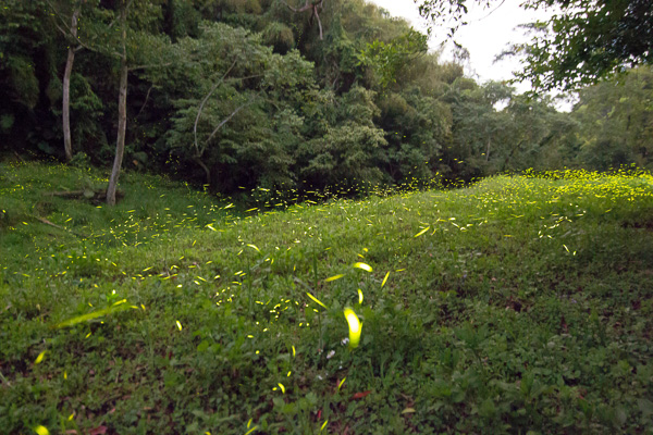FireflyIMG_0171
