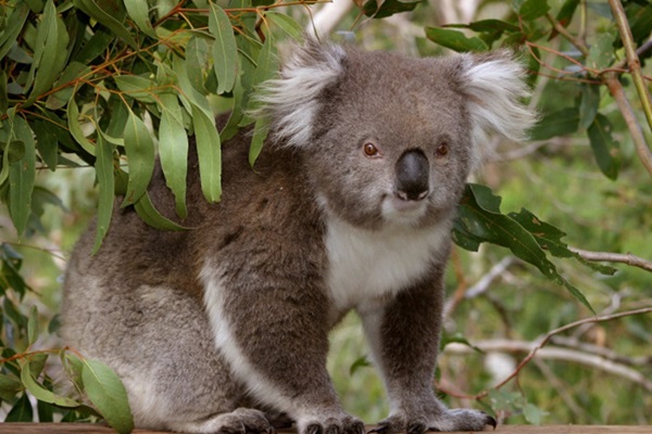 Koala-700x476.jpg