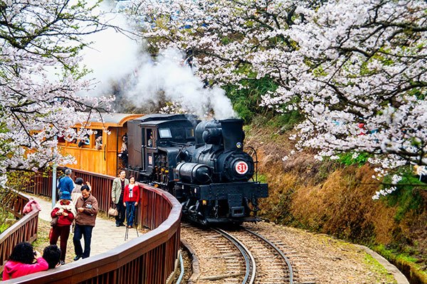 森林火車與櫻花在臺灣嘉義阿里山-wikipedia.jpg