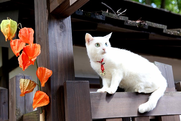 【貓侍 電影版】劇照：片中的白貓是由三隻貓輪番上陣演出，負責跑來跑去的是好動的「小櫻花」
