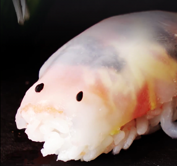 鯉魚壽司13.png