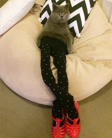 cats-in-tights-5.jpg