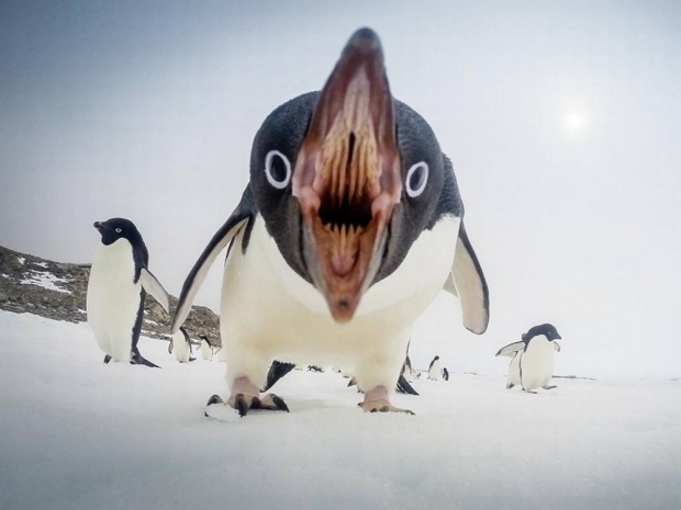 照片 pinguino.jpg